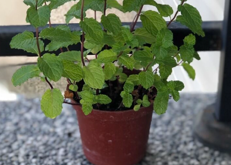 薄荷種植方法