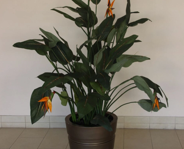 天堂鸟盆栽養護 天堂鸟盆栽養護