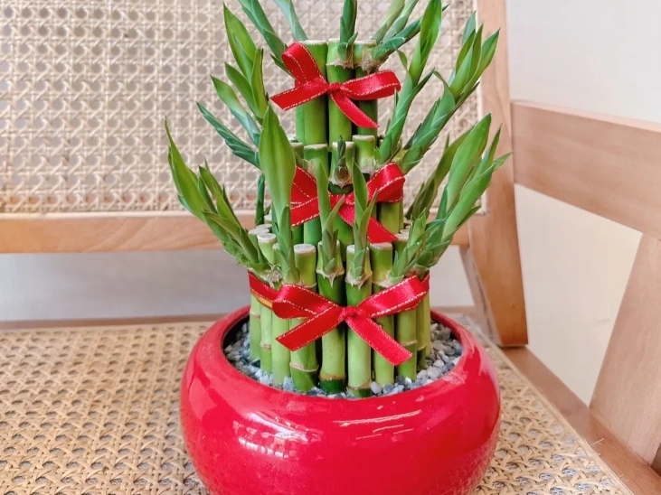 開運竹養護技巧