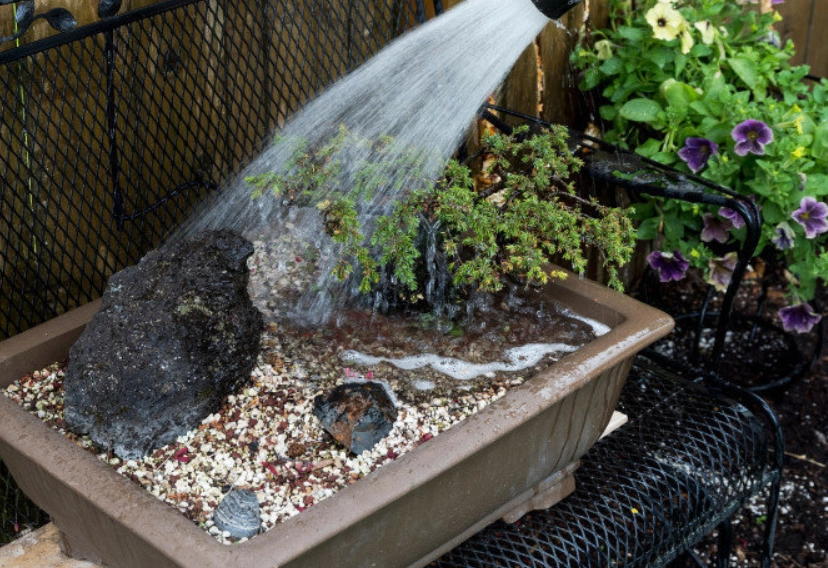 羅漢松澆水方法