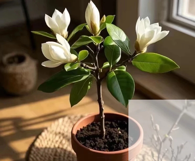 玉蘭花栽培技巧