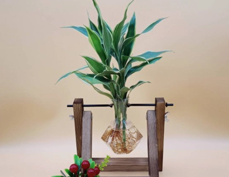 萬年青水培常見問題