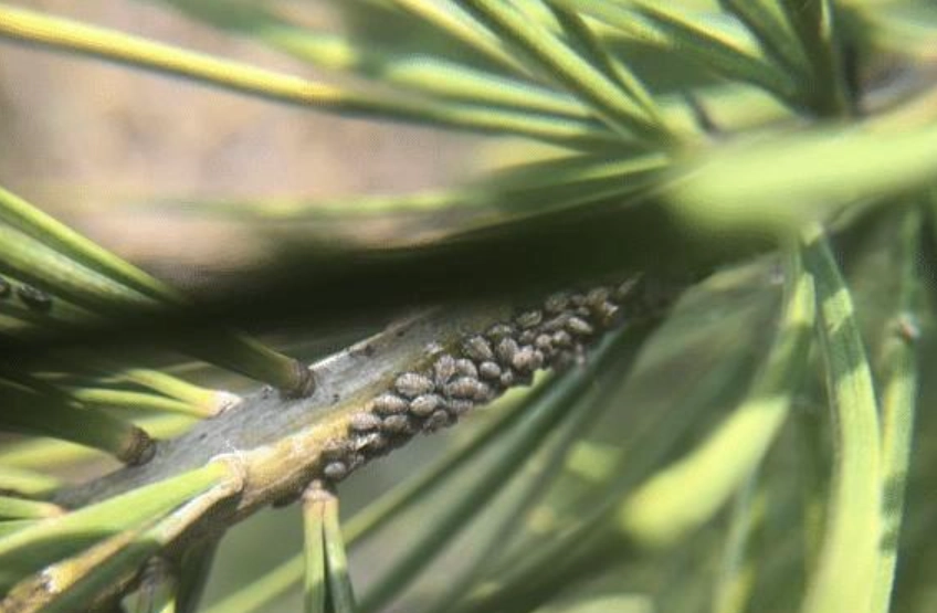 松樹蚜蟲有機防治 松樹蚜蟲有機防治