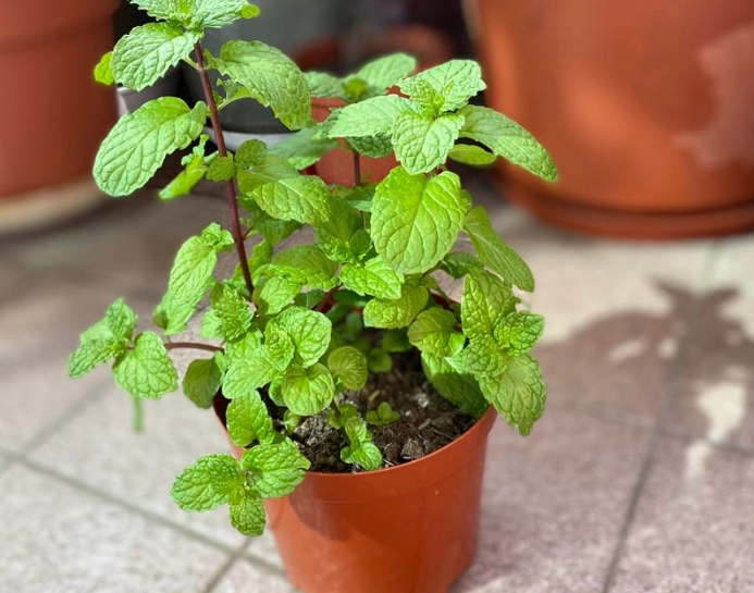 綠薄荷養護技巧