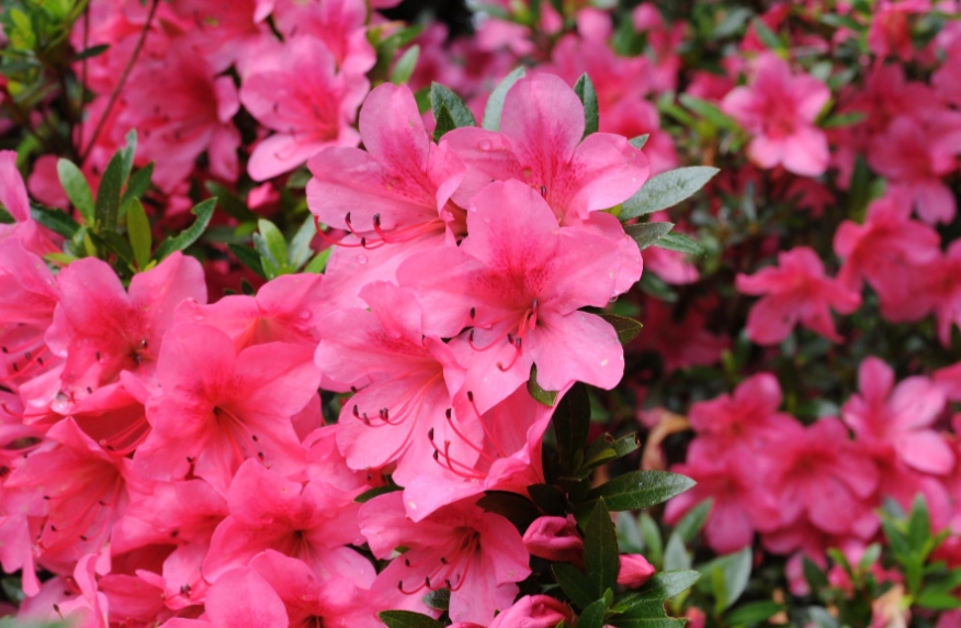公園花草識別 公園花草識別