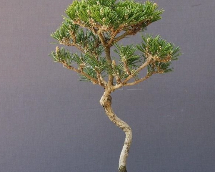 盆景松樹照顧 盆景松樹照顧