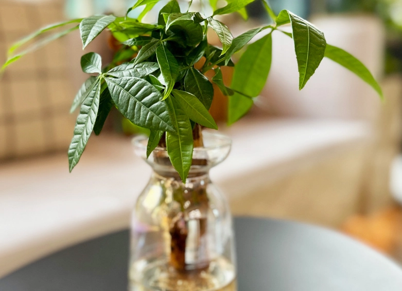 發財樹水種方法 發財樹水種方法