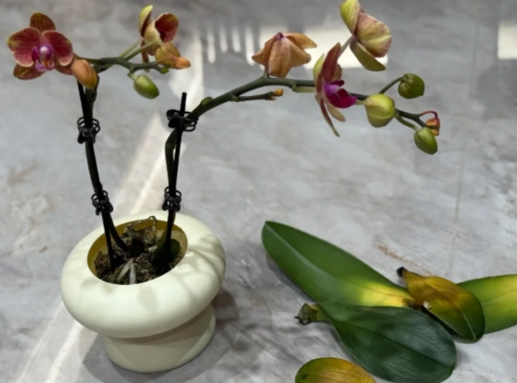 蝴蝶蘭養護 蝴蝶蘭養護