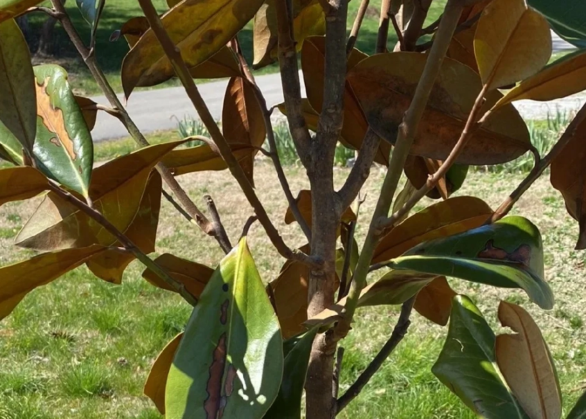 玉蘭花葉子枯黃預防