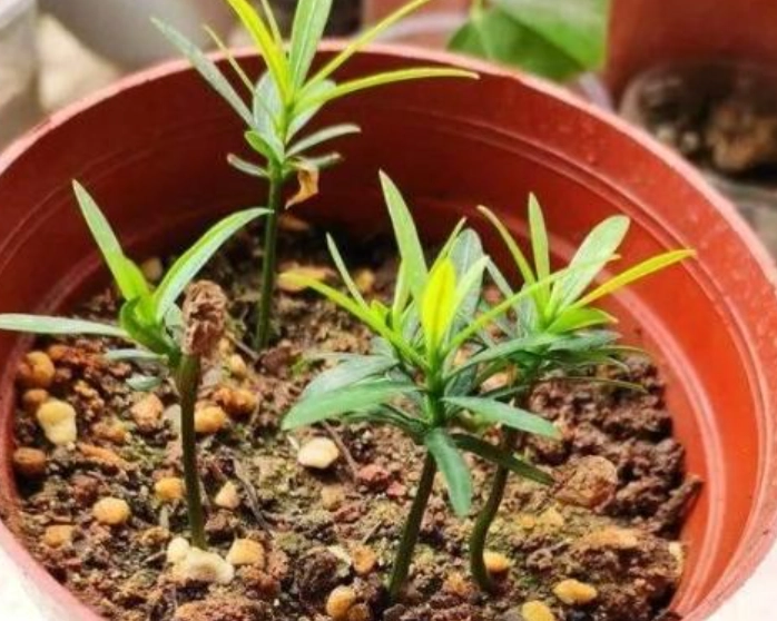 羅漢松養護方法 羅漢松養護方法