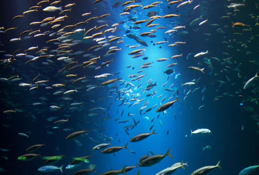 魚類夢境 解析 魚類夢境 解析