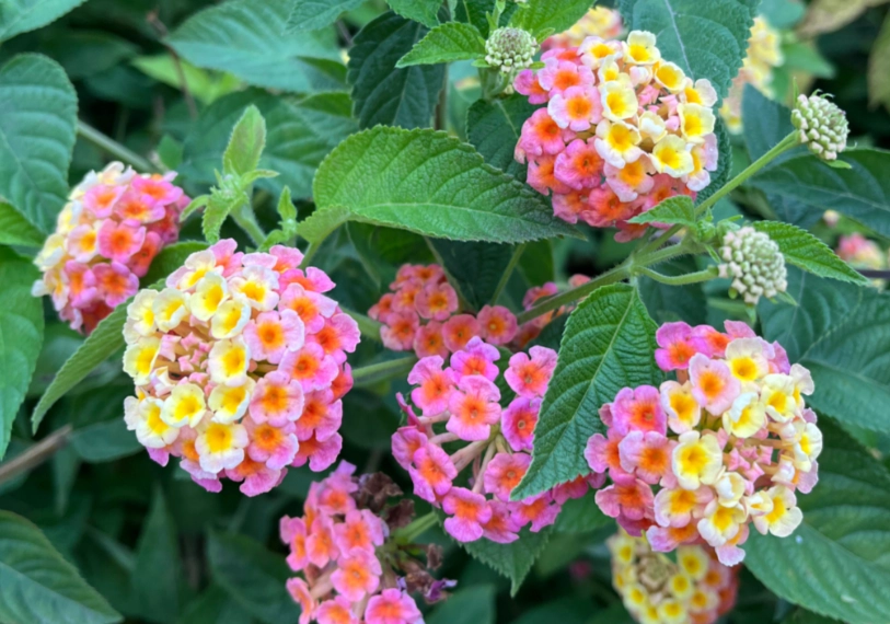 路邊花草識別 路邊花草識別