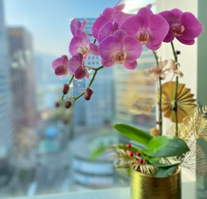 初學者蘭花品種