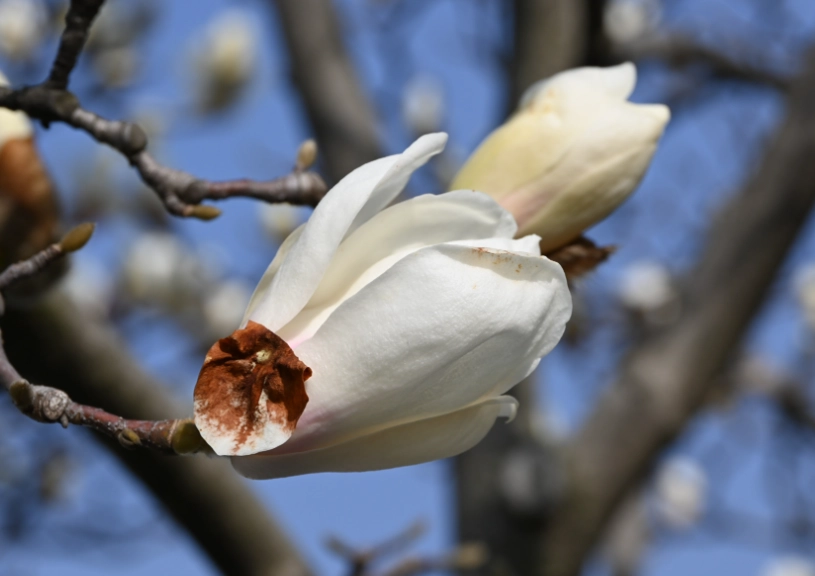 白玉蘭病蟲害防治