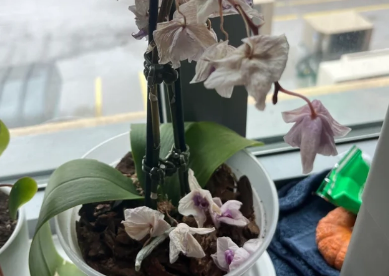 蘭花掉葉子 蘭花掉葉子