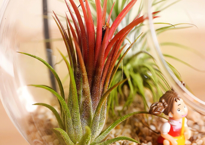 辦公室植物推薦