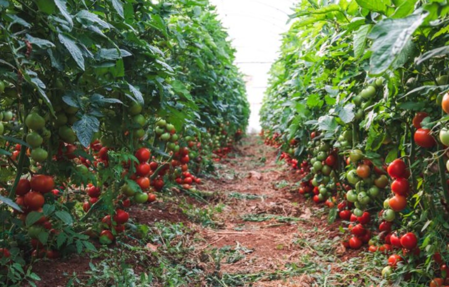 阳台种番茄方法