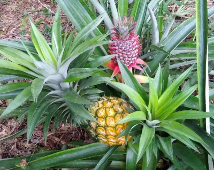 居家種菠蘿技巧