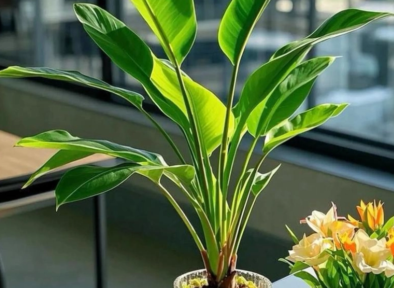 天堂鳥日照需求