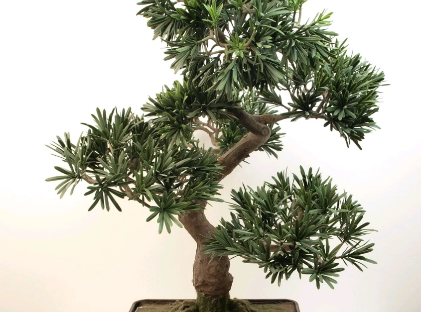 羅漢松養護方法