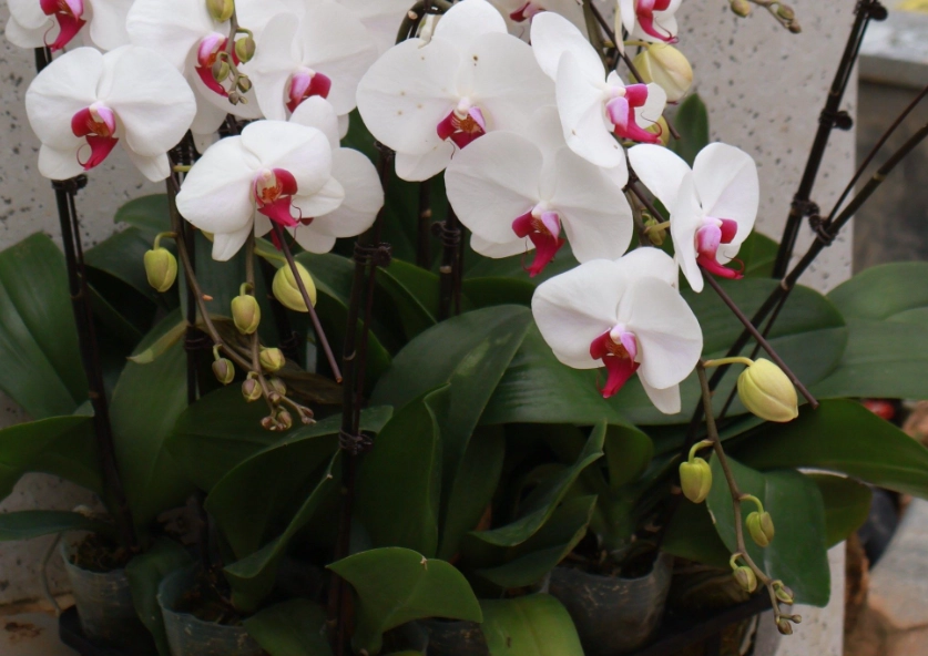 蘭花培養土 蘭花培養土