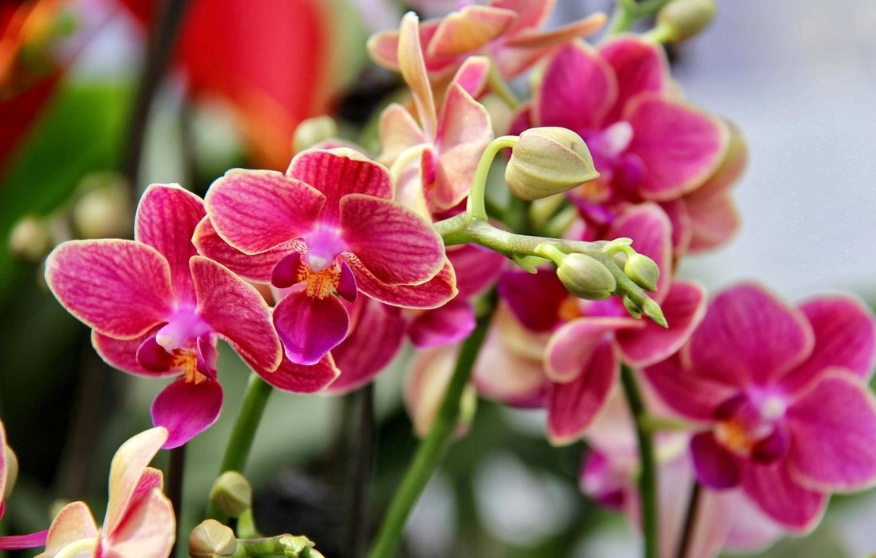 蝴蝶兰光照需求