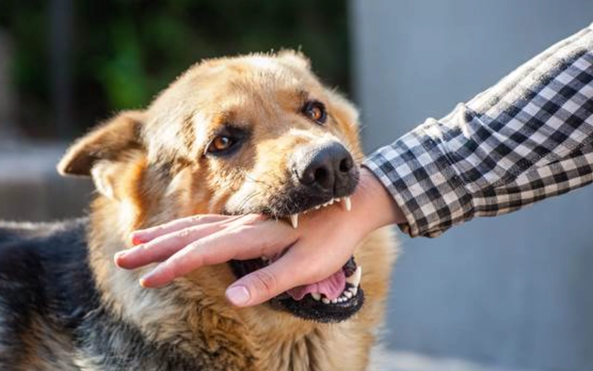 夢到被狗咬右手 解夢 夢到被狗咬右手 解夢