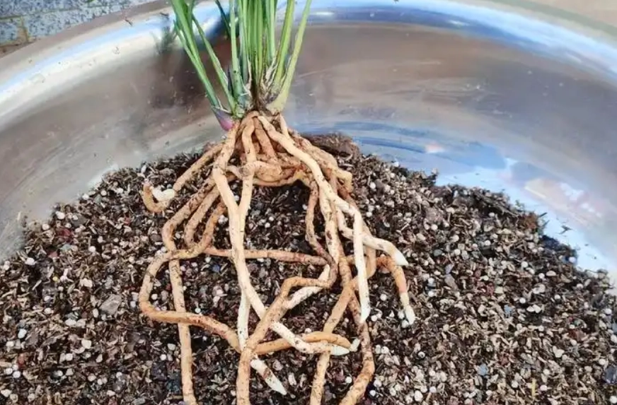 蘭花根部修剪技巧