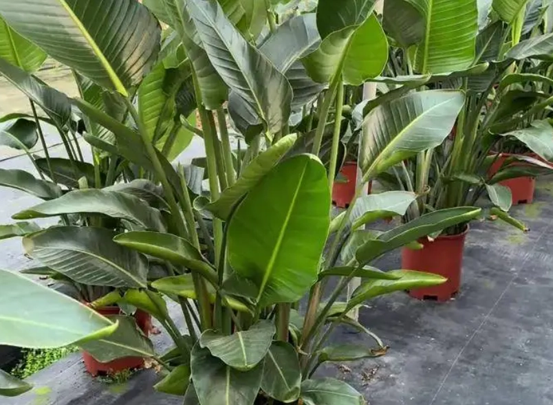 天堂鳥光照技巧