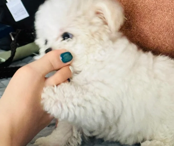 狗咬腳夢境解析 狗咬腳夢境解析