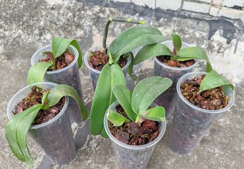 蝴蝶蘭施肥時間