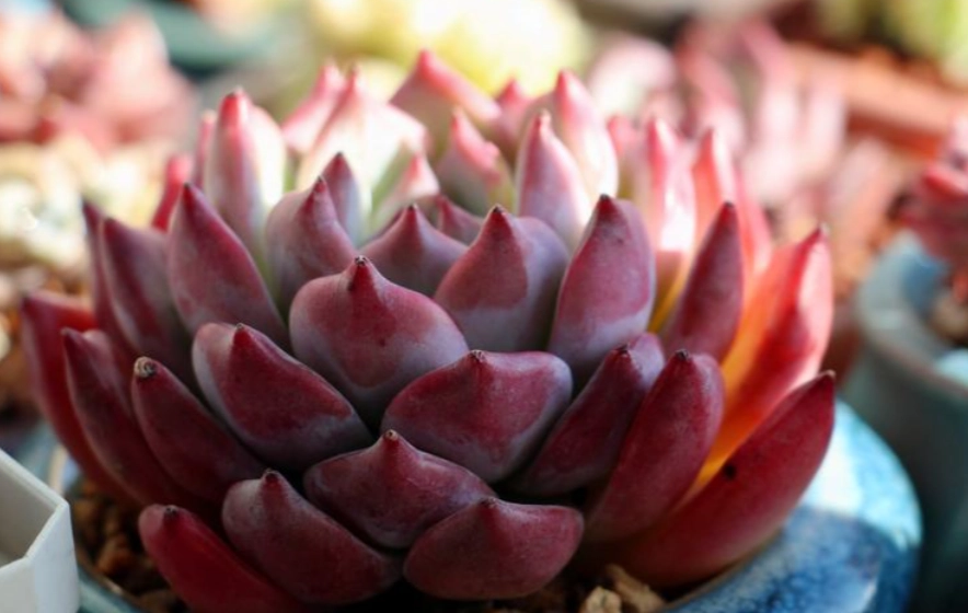 多肉植物種植技巧