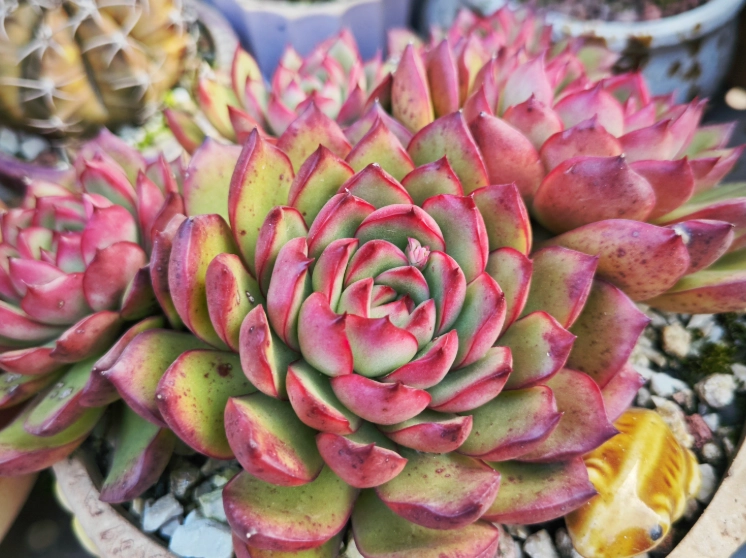 多肉植物风水 多肉植物风水