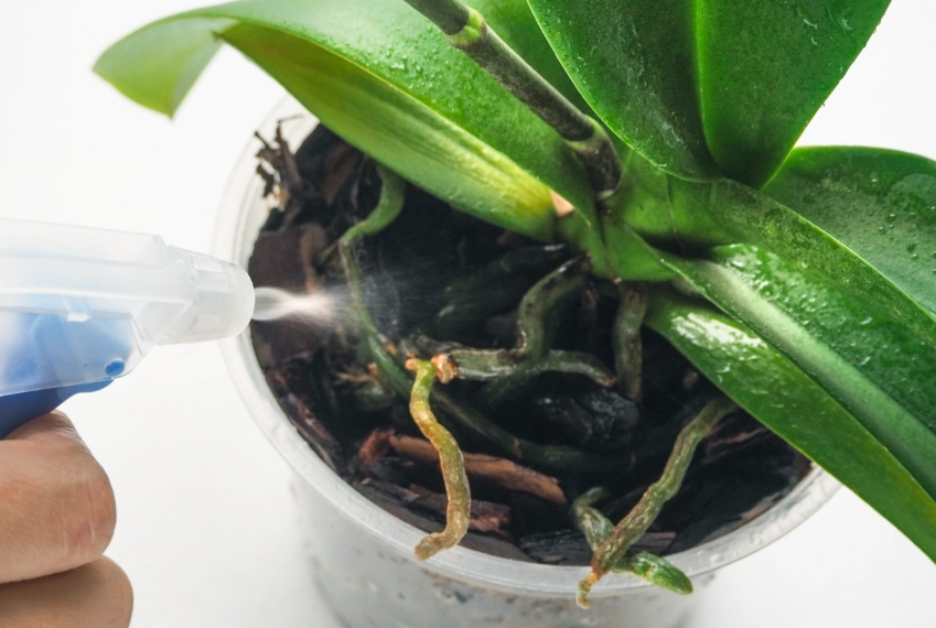 蝴蝶兰浇水方法 蝴蝶兰浇水方法