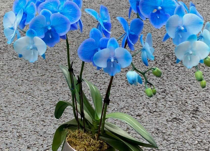 蝴蝶兰浇水方法