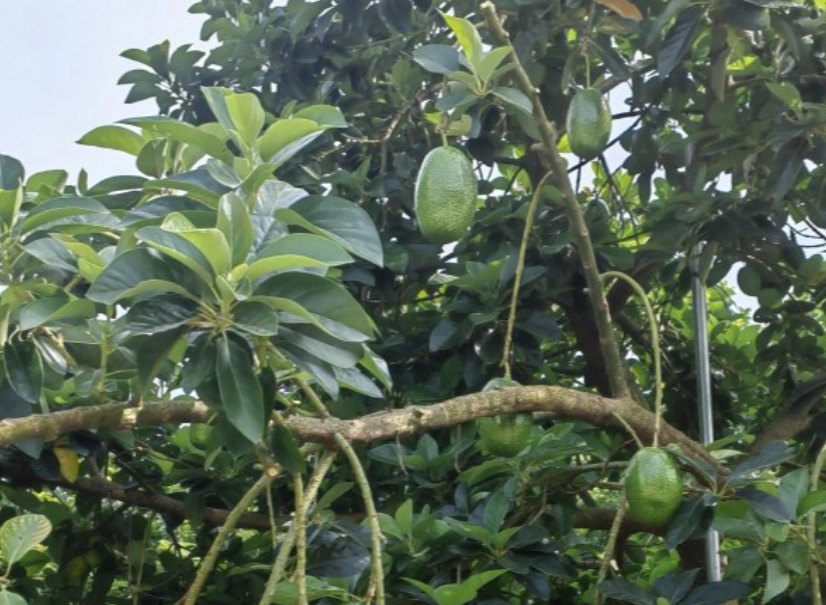 酪梨過高處理 酪梨過高處理