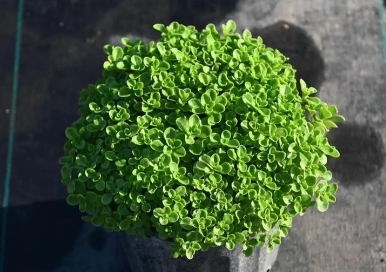 多肉植物绿景天