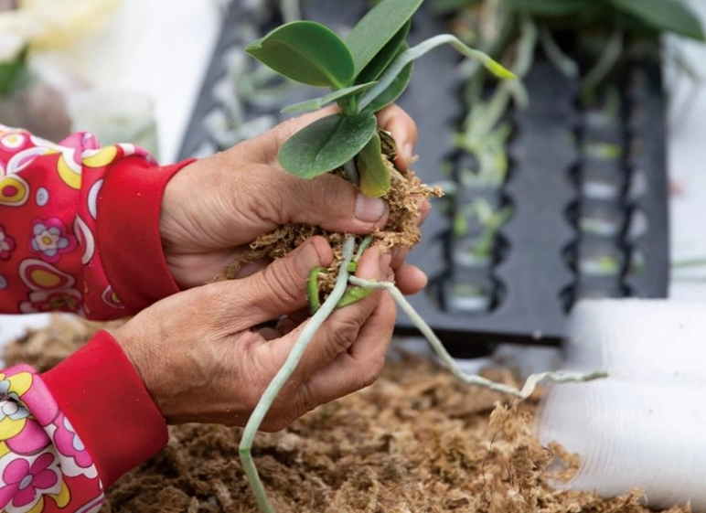 蘭花栽培介質 蘭花栽培介質
