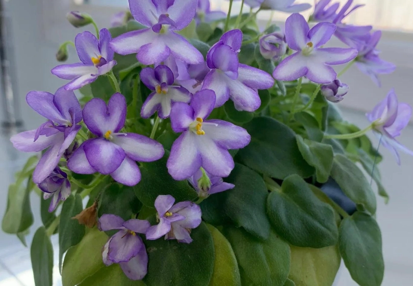 無毒室內植物 無毒室內植物