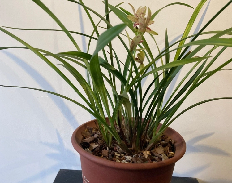 兰花浇水技巧 兰花浇水技巧