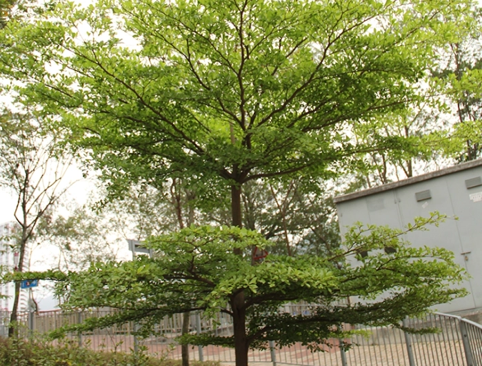 小葉欖仁修剪時間 小葉欖仁修剪時間