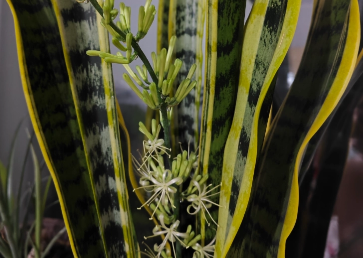 虎尾蘭開花後施肥