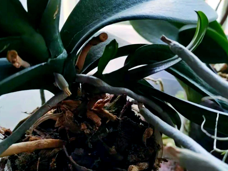 蝴蝶蘭分株方法 蝴蝶蘭分株方法