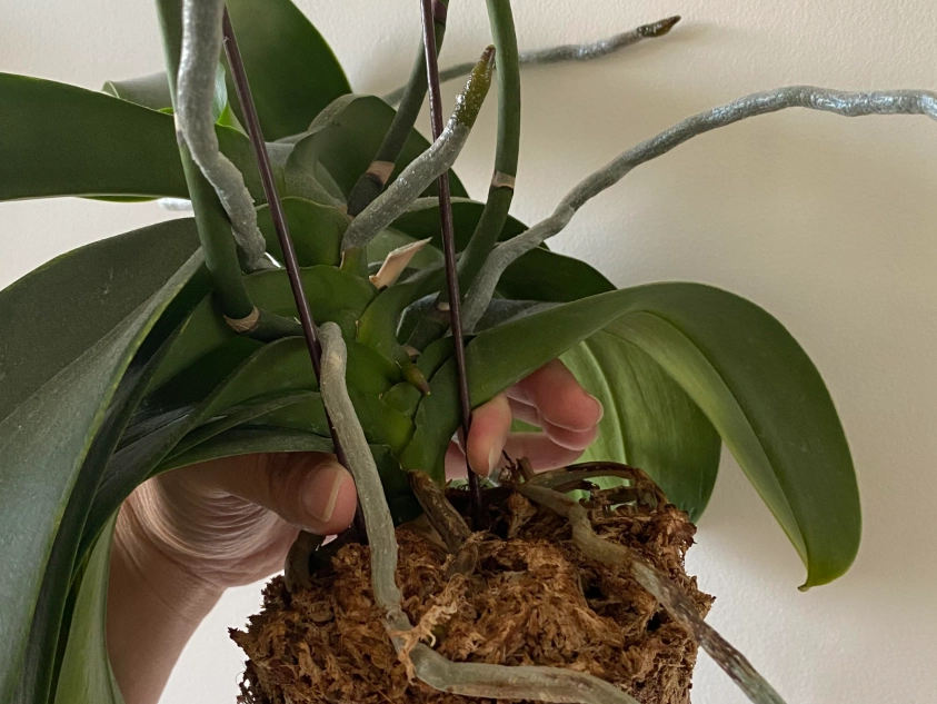 蝴蝶蘭氣根修剪 蝴蝶蘭氣根修剪