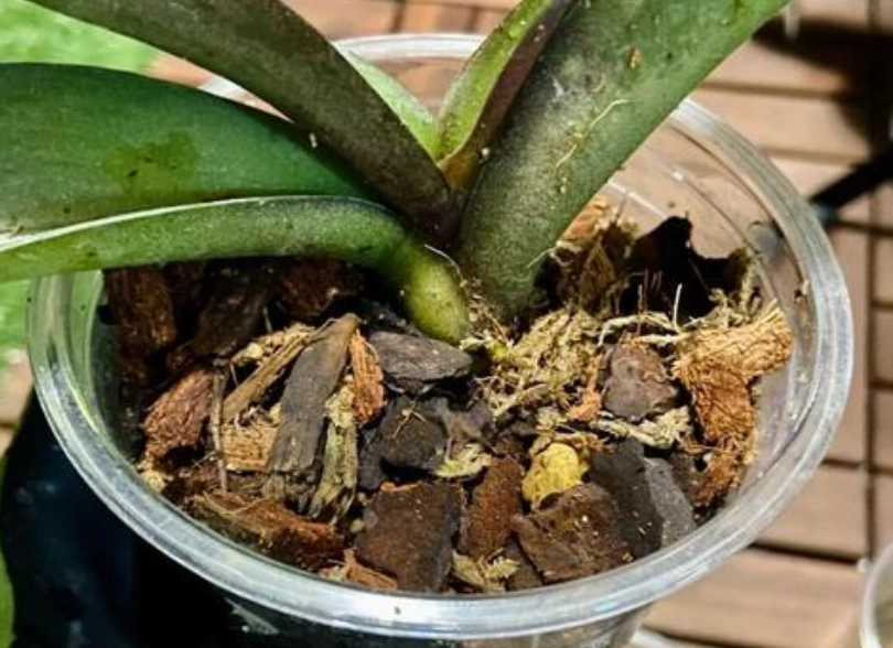 蝴蝶蘭施肥時間