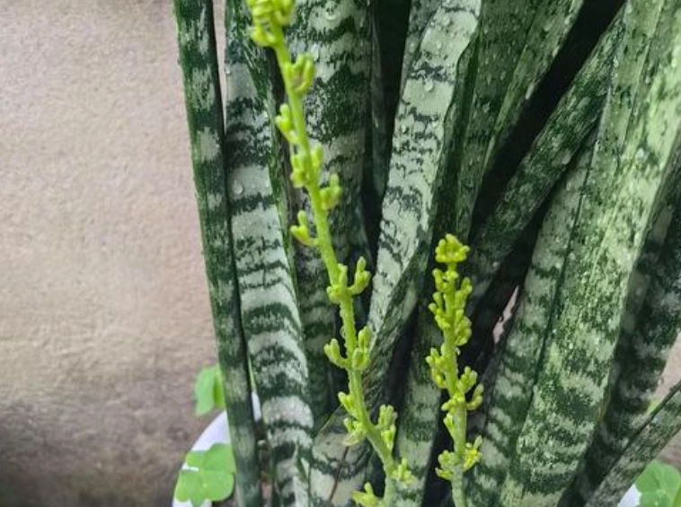 虎尾蘭開花 虎尾蘭開花