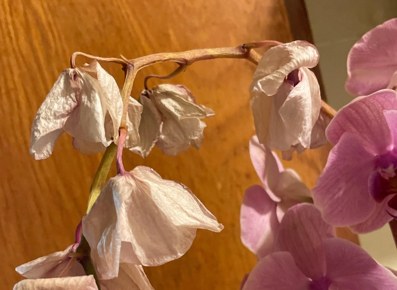 蘭花照顧技巧 蘭花照顧技巧