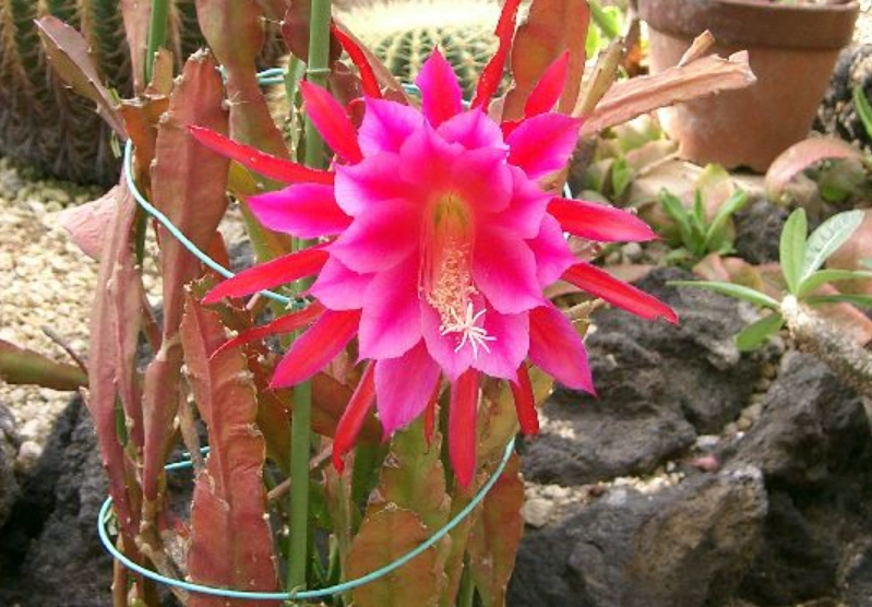 蘭花仙人掌 種植