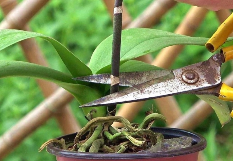 蘭花修剪時機