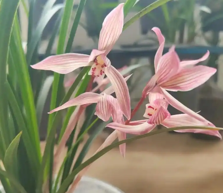 兰花病虫害防治 兰花病虫害防治